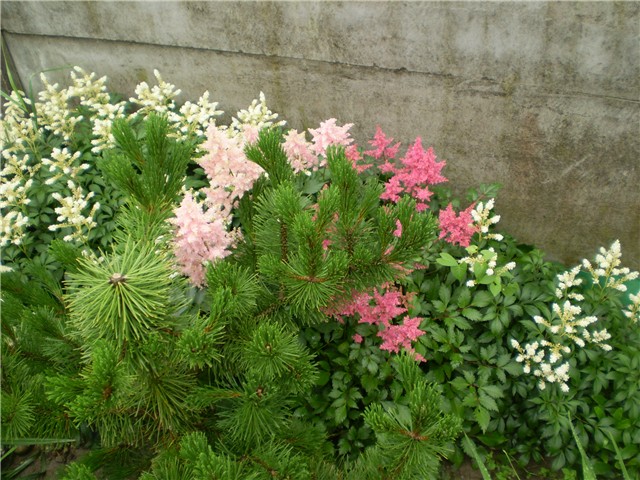astilbe
